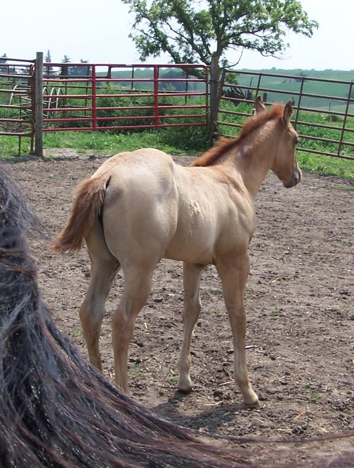 2012 Red Roan + Dun Filly, Blue Valentine and Roan Baron Bell